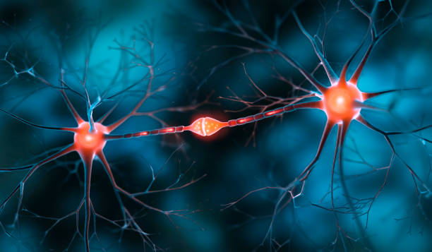 Two interacting nerve cells connected with synapse with blue background - 3D illustration